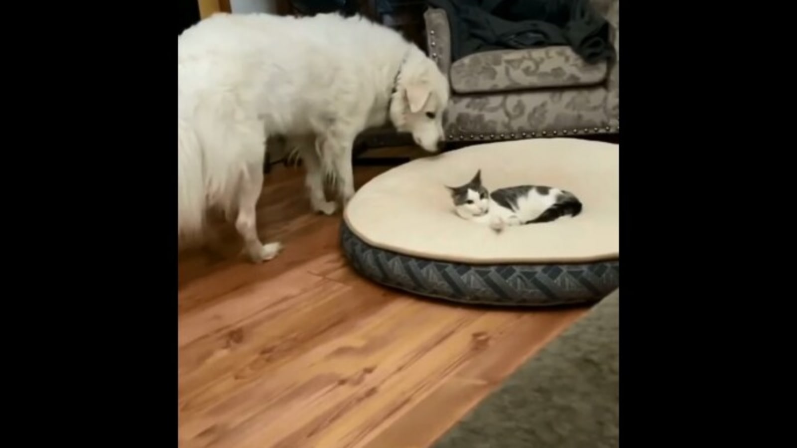 Dog takes outlet bed from cat