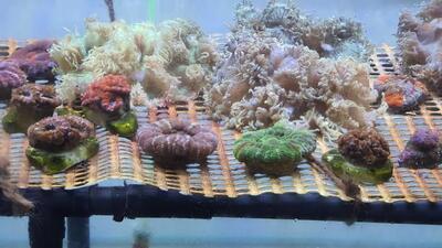 Officials at the aquarium said that the corals were kept in two separate tanks where fish brought from outside for display are quarantined for a fortnight. (HT) Officials at the aquarium said that the corals were kept in two separate tanks where fish brought from outside for display are quarantined for a fortnight. (HT)