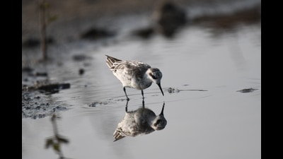 The bird swims in the Arabian Sea and develops a red neck during the breeding season (Pravin Babre) The bird swims in the Arabian Sea and develops a red neck during the breeding season (Pravin Babre)