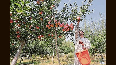 Fruit growers have been advised to irrigate their orchards regularly to counter the dry weather. (HT File) Fruit growers have been advised to irrigate their orchards regularly to counter the dry weather. (HT File)