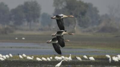 The green court also asked the committee to explain what is being done to conserve the water bodies in Noida. (HT Archive) The green court also asked the committee to explain what is being done to conserve the water bodies in Noida. (HT Archive)