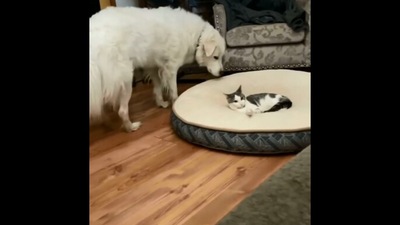 The image shows the dog looking at the cat sleeping on its bed. (Screengrab)