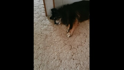 The image, taken from the Reddit video, shows the dog sleeping before his human waked him up. (Reddit/@Thedudeabides157)