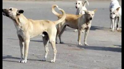 (The UPHRC chairman directed the municipal commissioner to probe the dog attack incident and submit his report within a week (File Photo)