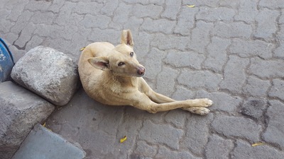 Sitting pretty (Shutterstock)