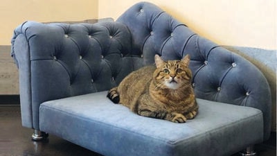 Social media sensation, Stepan the cat, is always seen lounging Social media sensation, Stepan the cat, is always seen lounging