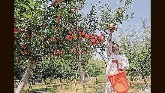 Fruit growers have been advised to irrigate their orchards regularly to counter the dry weather. (HT File)