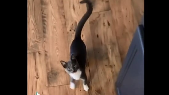 The image shows the cat from the video that also features a dog.(Instagram/@thebeagleandthebun)