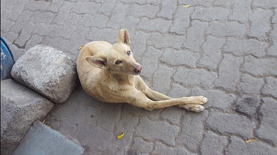 Sitting pretty (Shutterstock)