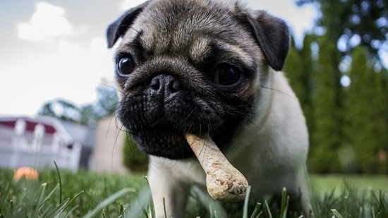 pug food in summer