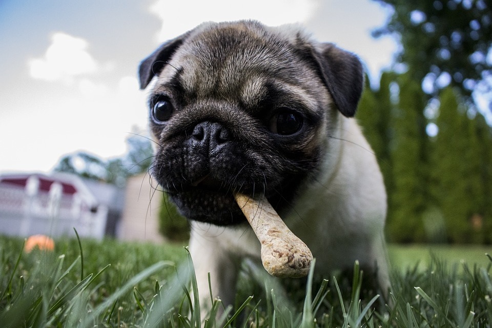A change in diet is also recommended for our pets in summer season and more cooling foods and those rich in probiotic should be given to them. (Pixabay)