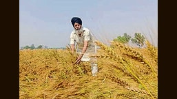 As one’s eyes gaze at the lush landscape rolling out the beaded carpet of a golden harvest, in the de-masked mind’s eye, April heralds a harvest of hope. (HT File)