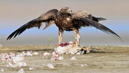 A Booted eagle mantling over the kill of a Gadwall duck. (PHOTO: DR NISARGA)