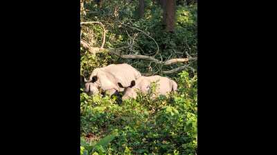 Under the upcoming study programme, initially three to four one-horned rhinos would be released into the Dudhwa forests with radio collars around their necks for uninterrupted roaming in the wild (Sourced) Under the upcoming study programme, initially three to four one-horned rhinos would be released into the Dudhwa forests with radio collars around their necks for uninterrupted roaming in the wild (Sourced)