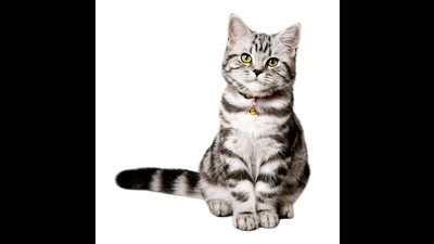 The Chatuhshrungi police have registered a case against a woman for allegedly killing a four-month-old kitten. (REPRESENTATIVE IMAGE)
