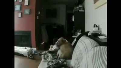 The image, taken from the Reddit video, shows the dog sitting on a couch. (Reddit/@pietradolce)