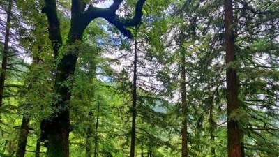 Project Green will see more than 36 lakh saplings being planted (HT File Photo) Project Green will see more than 36 lakh saplings being planted (HT File Photo)