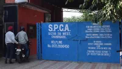 The visiting timings for animal lovers at SPCA, Sector 38 (West), were changed in 2018. (HT Photo) The visiting timings for animal lovers at SPCA, Sector 38 (West), were changed in 2018. (HT Photo)