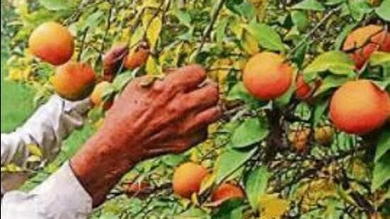 Punjab leads the country in the cultivation of kinnow, with Fazilka district’s Abohar belt alone contributing up to 60% to the state’s total production. (HT File Photo)