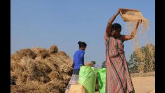 Punjab State Power Corporation Limited (PSPCL) with the approval of the Punjab State Electricity Regulatory Commission (PSERC) will resort to load shedding across the state once the paddy sowing commences. (HT Photo)