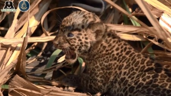 The image, taken from the Twitter video, shows one of the rescued cubs who later got reunited with its mom.(Twitter/@WildlifeSOS)