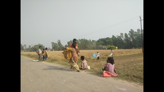 Small children, holding bags in their hands, picking grains from wheat fields is a common sight in Bahraich villages these days during wheat harvest time. (ht photo)