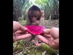 The viral Instagram video shows a baby monkey eating some dragon fruit with its human. (instagram/@adi.dwi.5648) The viral Instagram video shows a baby monkey eating some dragon fruit with its human. (instagram/@adi.dwi.5648)