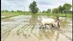 Central Punjab is the worst-affected, and out of total 138 blocks in the state, 109 have turned black zones. (HT Photo) Central Punjab is the worst-affected, and out of total 138 blocks in the state, 109 have turned black zones. (HT Photo)