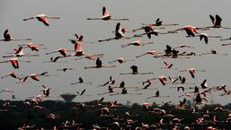 Flamingo deaths due to collision with power lines in Thane creek has been observed before, the data on this is very scarce.  (HT PHOTO)