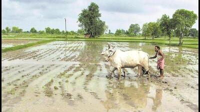 Central Punjab is the worst-affected, and out of total 138 blocks in the state, 109 have turned black zones. (HT Photo)