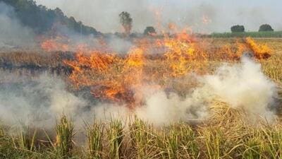 Ripening wheat crops have caught fire in Uttar Pradesh, Rajasthan, Punjab and Haryana over the past two weeks due to extreme heatwave conditions. (Image used for representation). (HT PHOTO.) Ripening wheat crops have caught fire in Uttar Pradesh, Rajasthan, Punjab and Haryana over the past two weeks due to extreme heatwave conditions. (Image used for representation). (HT PHOTO.)