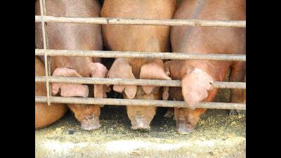 The Dighi police, on Friday, recovered a dozen crude bombs, used in killing pigs and stray animals in local parlance from Wadmukhwadi on Friday (REPRESENTATIVE IMAGE) The Dighi police, on Friday, recovered a dozen crude bombs, used in killing pigs and stray animals in local parlance from Wadmukhwadi on Friday (REPRESENTATIVE IMAGE)
