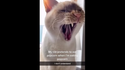 The cat pretends to eat popcorn as its human does.&nbsp; (instagram/@kileyryanflammia)