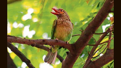 A brown-headed barbet spotted near the Press Club in Sector 27, Chandigarh, as temperature seared the city on Sunday. (Sanjeev Sharma/HT)