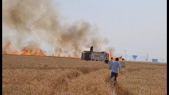 A fire department official said five tenders were used to contain the flames with the help of farmers as the fire spread to a huge area under matured wheat crop. (HT Photo)