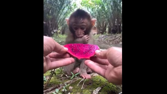 Baby Monkey Eating Some Dragon Fruit Given By Human Will Make Your Day Watch Trending Hindustan Times