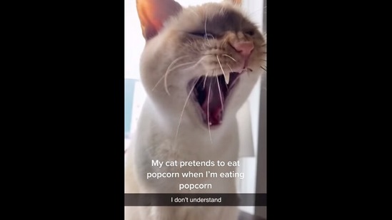 The cat pretends to eat popcorn as its human does.&nbsp;(instagram/@kileyryanflammia)