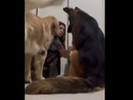 The dogs make a team to protect each other from human’s scolding in this Instagram video. (Instagram/@oscarnkarma) The dogs make a team to protect each other from human’s scolding in this Instagram video. (Instagram/@oscarnkarma)