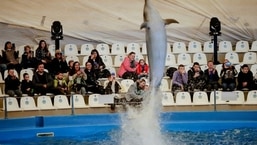 Ukrainian families, who have fled Kherson amid the Russian invasion, watch a dolphin show at a hotel, in Odesa, Ukraine.