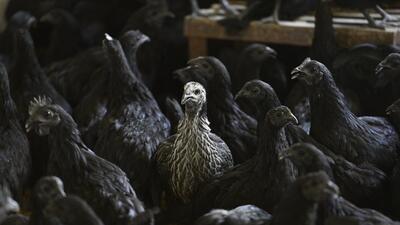 Black chicken, known as Kadaknath, at a farm in Dantawada of Chhattisgarh. (HT PHOTO) Black chicken, known as Kadaknath, at a farm in Dantawada of Chhattisgarh. (HT PHOTO)