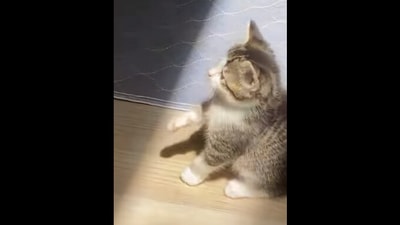 The viral Instagram video shows the kitten touching a ray of sunlight. (instagram/@fostersxyz) The viral Instagram video shows the kitten touching a ray of sunlight. (instagram/@fostersxyz)