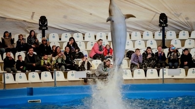 Ukrainian families, who have fled Kherson amid the Russian invasion, watch a dolphin show at a hotel, in Odesa, Ukraine. (REUTERS)