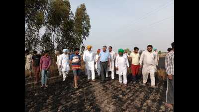 Over 32 acres of wheat crop gutted by fire in Faridkot