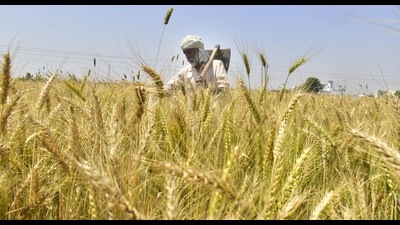 Wheat yield affected by rising temperature: Punjab Agricultural University expert (HT) Wheat yield affected by rising temperature: Punjab Agricultural University expert (HT)