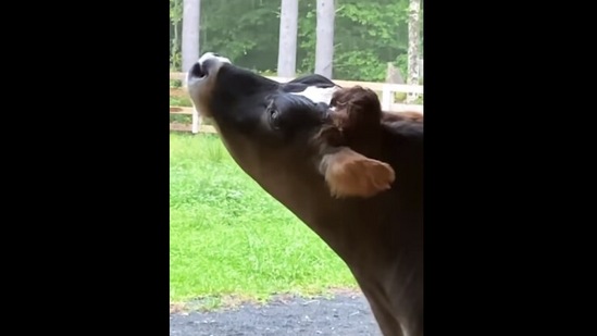 The cow enjoys some rain falling on its face in this Instagram video.&nbsp;(instagram/@farmsanctuary)