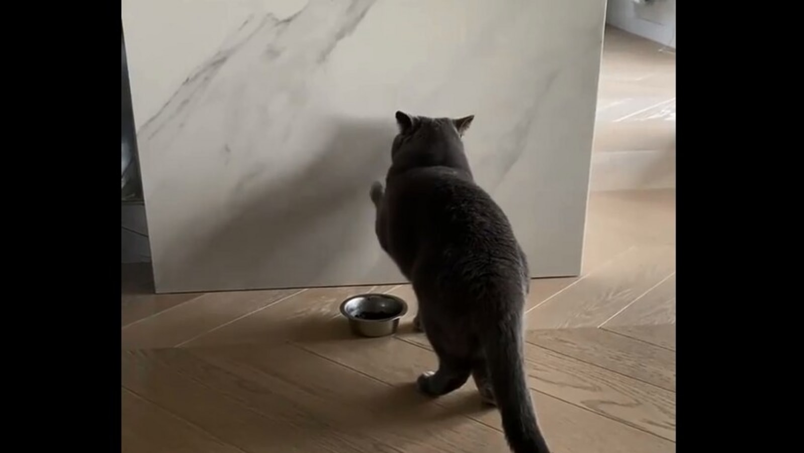 Pet cat ‘hides’ its food in the wall. Watch hilarious video | Trending