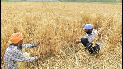 According to experts, the sudden rise in temperature in mid-March fastened the maturing of wheat crop, causing loss of yield and grain quality in Punjab. (Sameer Sehgal/HT) According to experts, the sudden rise in temperature in mid-March fastened the maturing of wheat crop, causing loss of yield and grain quality in Punjab. (Sameer Sehgal/HT)
