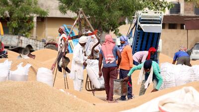 Due to extreme heat conditions, the wheat grain reaching procurement centres in Punjab is shrivelled beyond the permissible limit of 6%. (Sanjeev Kumar/HT) Due to extreme heat conditions, the wheat grain reaching procurement centres in Punjab is shrivelled beyond the permissible limit of 6%. (Sanjeev Kumar/HT)