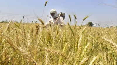 Wheat yield affected by rising temperature: Punjab Agricultural University expert (HT)