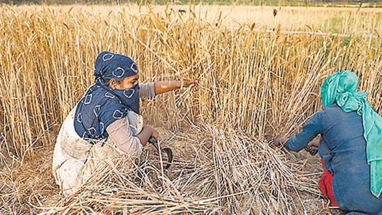 Monsoon rains are a lifeline for about 60% of the country’s net cultivated area, which has no irrigation. (PTI)